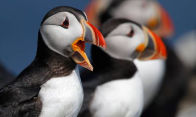 Photo of Atlantic puffins near Eastern Egg Rock