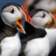 Photo of Atlantic puffins near Eastern Egg Rock