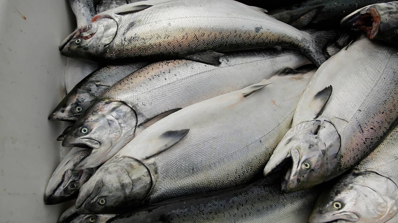 Photo of chinook salmon