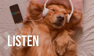 Photo of a dog listening to headphones