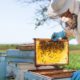Photo of a beekeeper