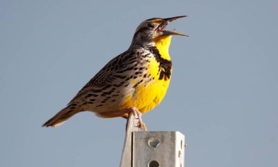 Photo of a western meadowlark