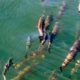 Photo of salmon swimming