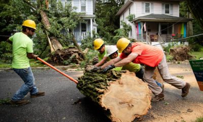 Photo of workers removing a tree
