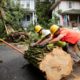 Photo of workers removing a tree