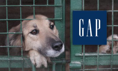 The Gap logo incorporated into a picture of a dog in a cage