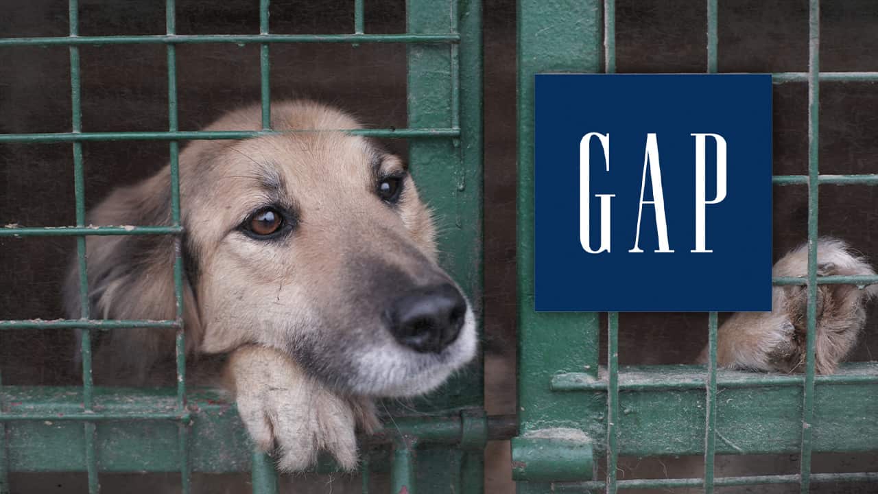 The Gap logo incorporated into a picture of a dog in a cage