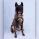 Photo of unnamed military dog