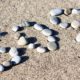 Photo of SOS spelled in rocks