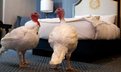 Photo of turkeys Bread and Butter at the Willard InterContinental Hotel