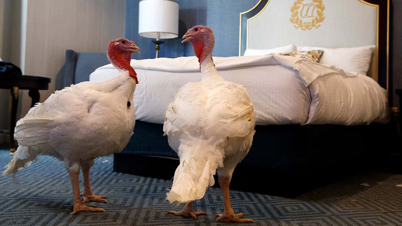 Photo of turkeys Bread and Butter at the Willard InterContinental Hotel