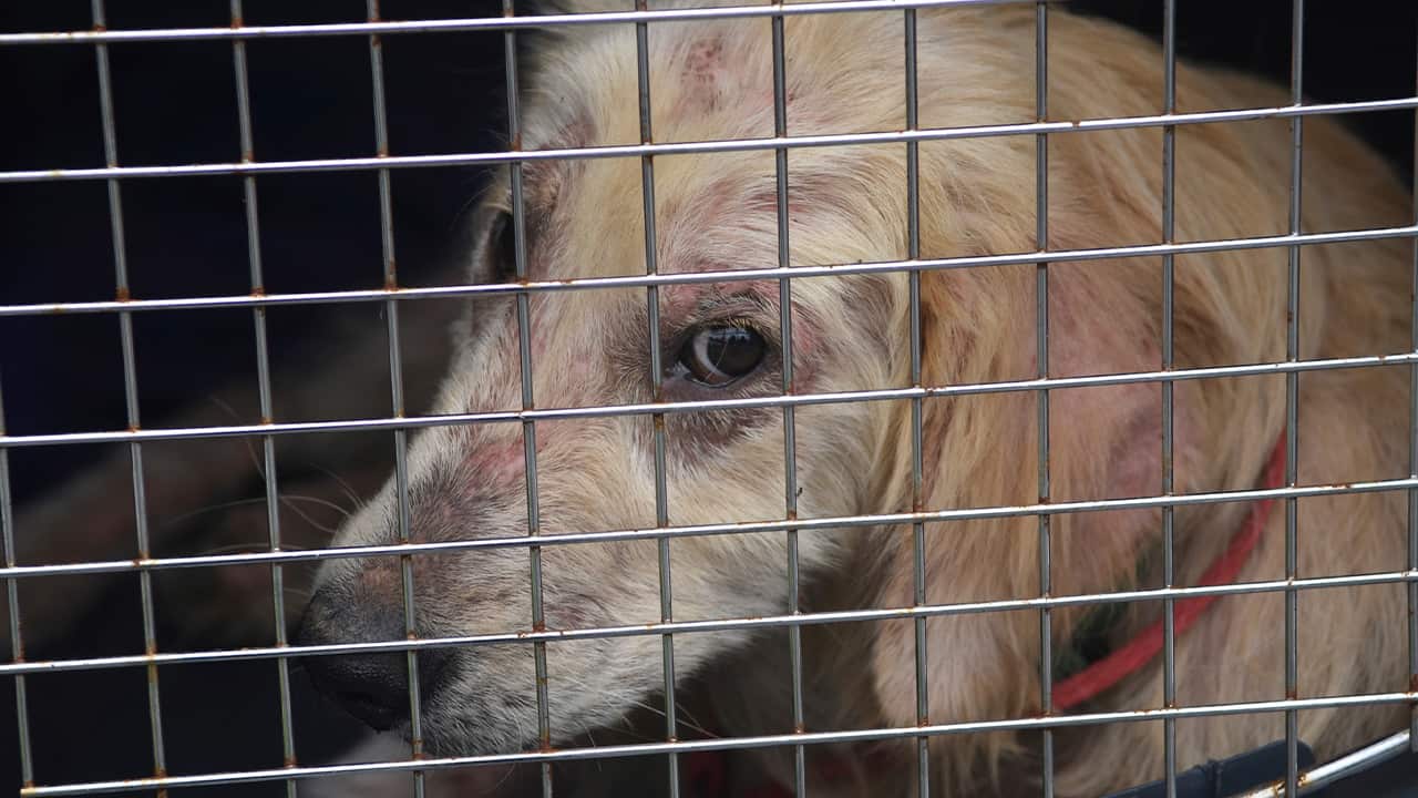 Photo of a dog looking from a cage