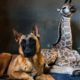Photo of Hunter, a young Belgian Malinois and Jazz, a nine-day-old giraffe