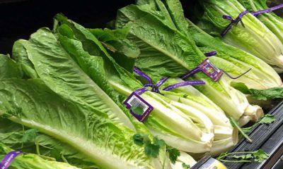 Photo of romaine lettuce