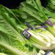 Photo of romaine lettuce