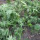 Photo of Marijuana plant cut down in Mariposa County