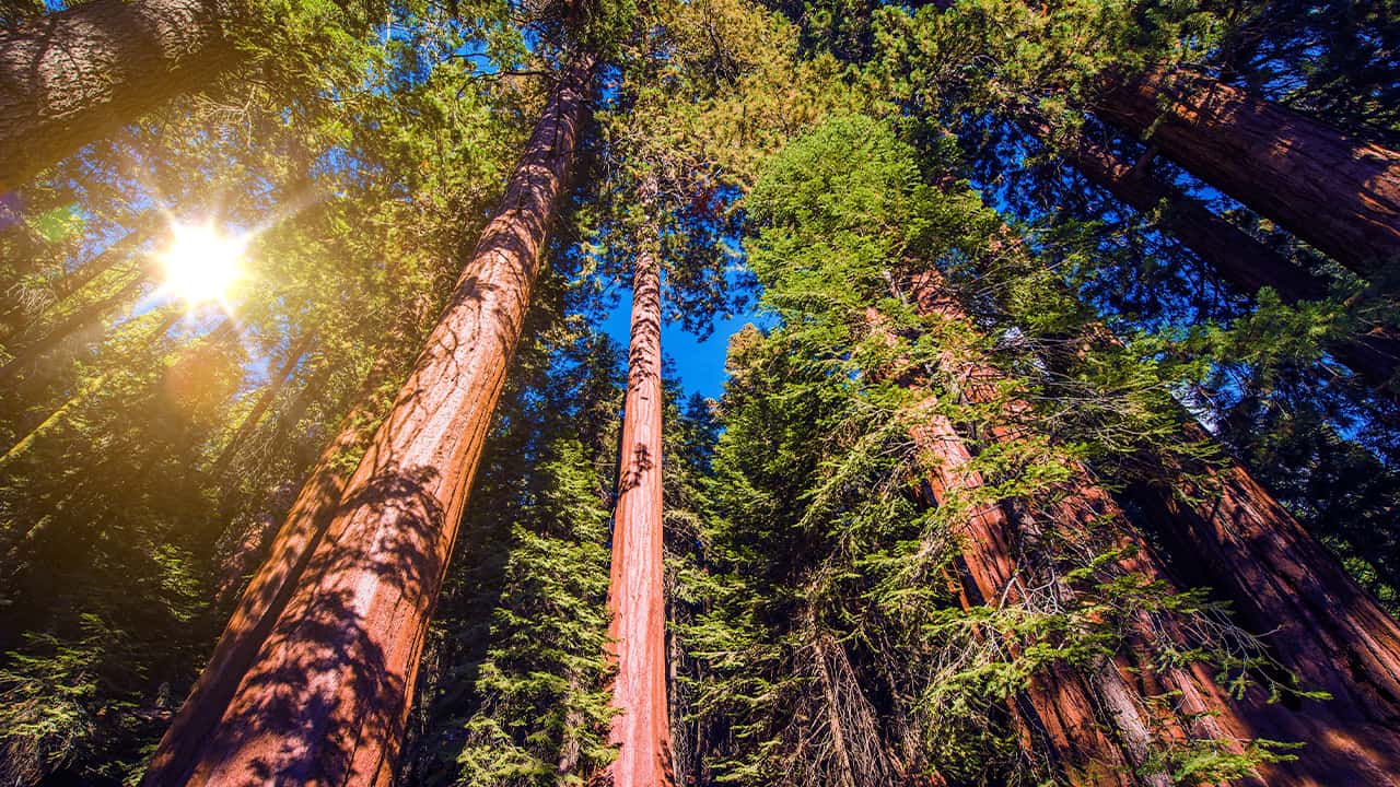 Photo of trees at Sequoia National Park