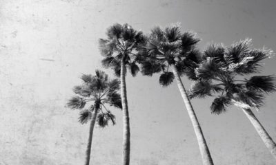 Photo of palm trees