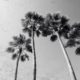 Photo of palm trees