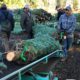 Photo of workers loading Christmas trees onto a truck