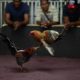 Photo of fight night at the Campanillas cockfighting club, in Toa Baja, Puerto Rico