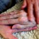 Photo of Allison Beach holding the hand of her ailing mother Kathryne Beach inside her home in Hinesburg, Vt.