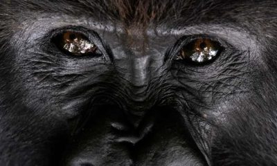 Photo of a silverback gorilla