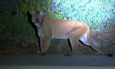 Photo of a mountain lion in Simi Valley