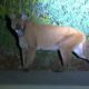 Photo of a mountain lion in Simi Valley