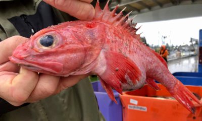 Photo of an aurora rockfish