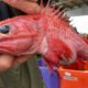 Photo of an aurora rockfish