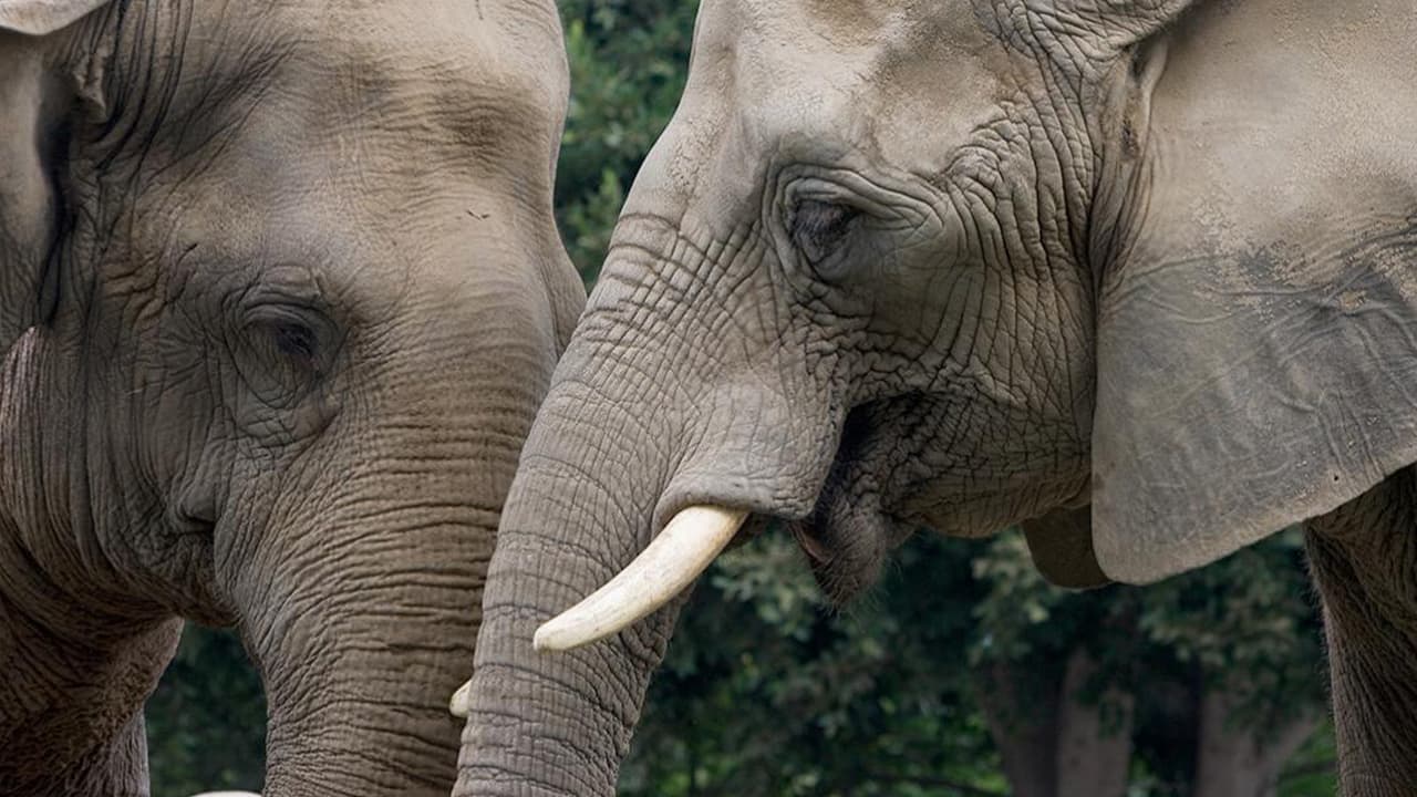 Photo of Tembo and Hero the elephants