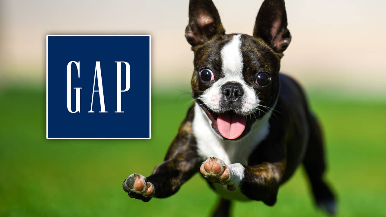 Photo of a bounding Boston terrier in a field of grass accompanied by The Gap logo