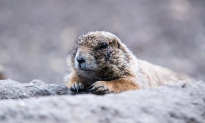 Photo of a groundhog