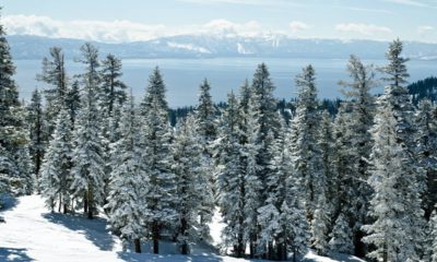 Photo of snowy trees in Lake Tahoe