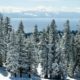 Photo of snowy trees in Lake Tahoe