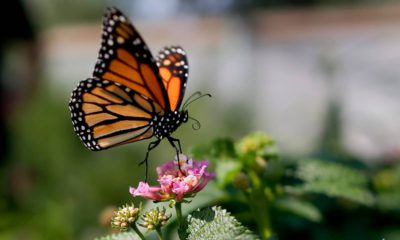 Photo of a monarch butterfly