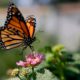 Photo of a monarch butterfly