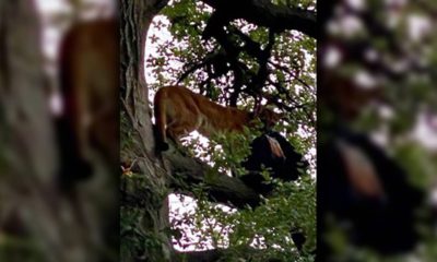 Photo of a mountain lion in a tree