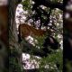 Photo of a mountain lion in a tree