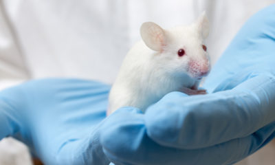 Photo of a gloved scientist holding a white mouse