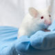 Photo of a gloved scientist holding a white mouse