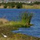 Photo of an egret looking for food along Valhalla Pond