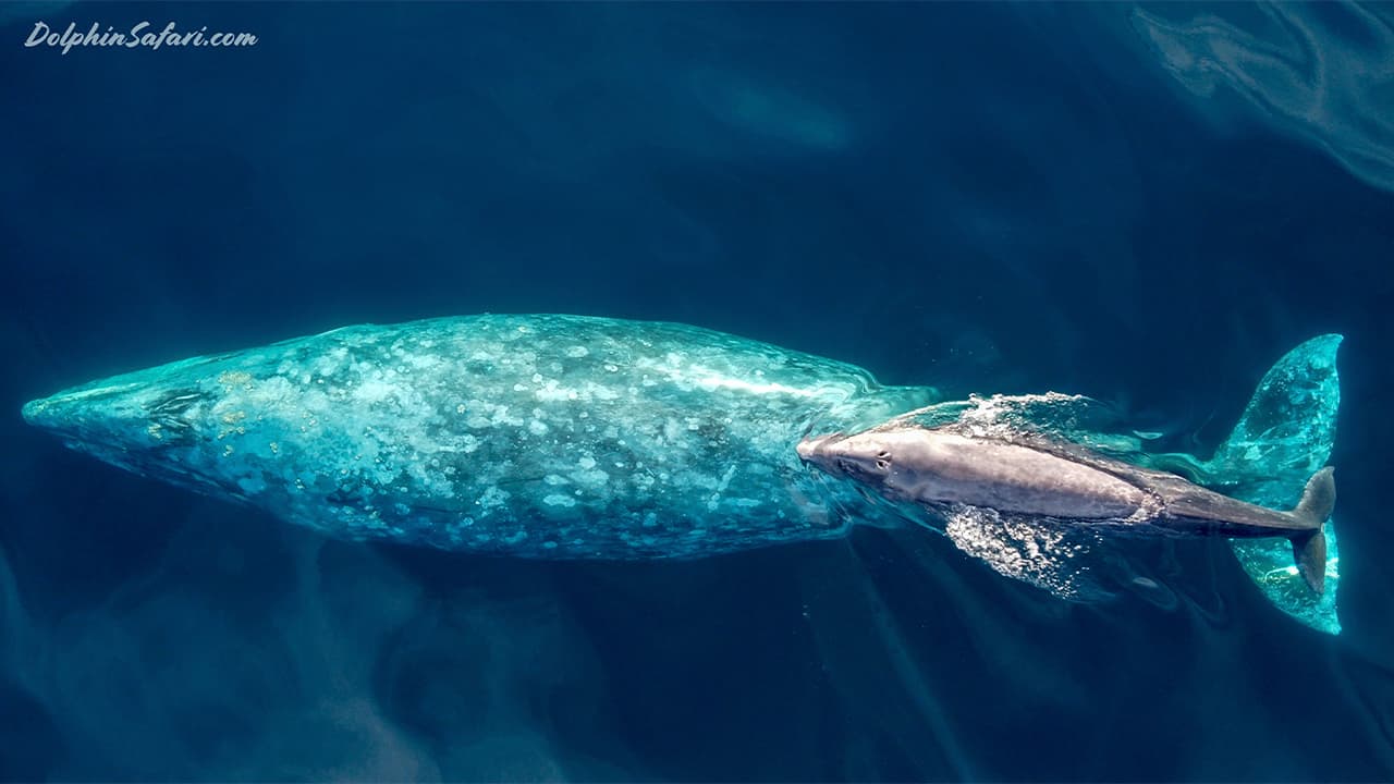 Photo of a baby gray whale with its mother swimming south off the Southern California coast near Dana Point, Calif.