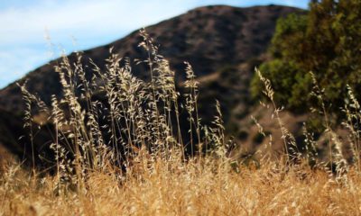 Dry grass in California foothills.