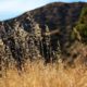 Dry grass in California foothills.