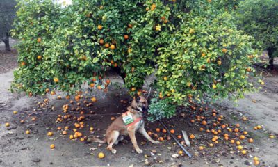 Photo of detector canine 'Szaboles'