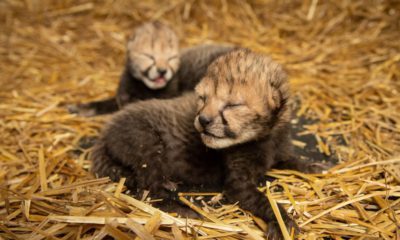 Photo of baby cheetahs