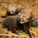 Photo of baby cheetahs