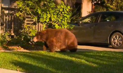 Photo of a bear walking in a front yard